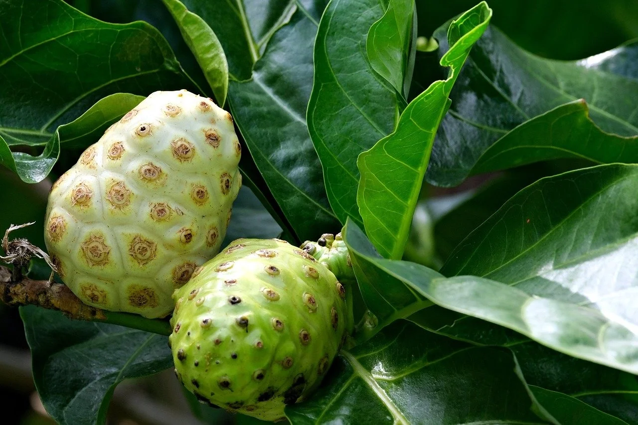 Trái nhàu ngâm đường uống có tác dụng gì