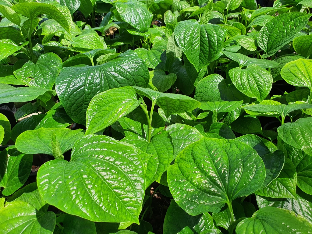 lá lốt và lá trầu không