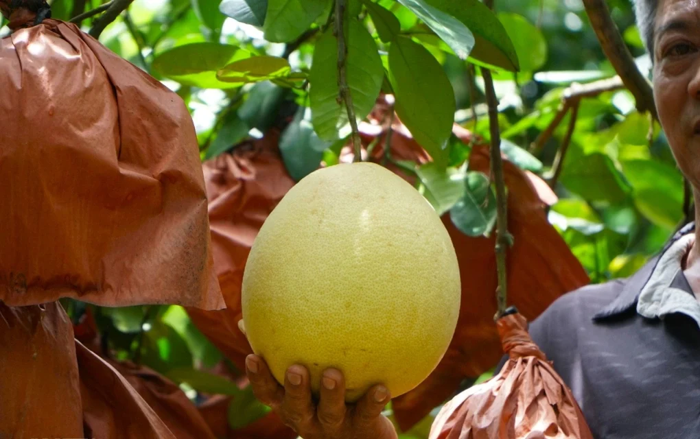 ăn nhiều bưởi có tốt không