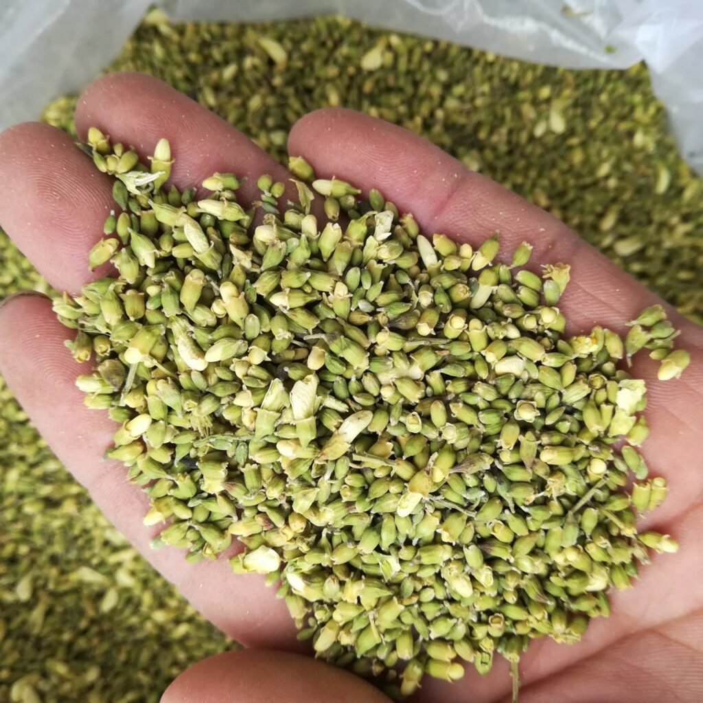 hoa hòe trị bệnh gì