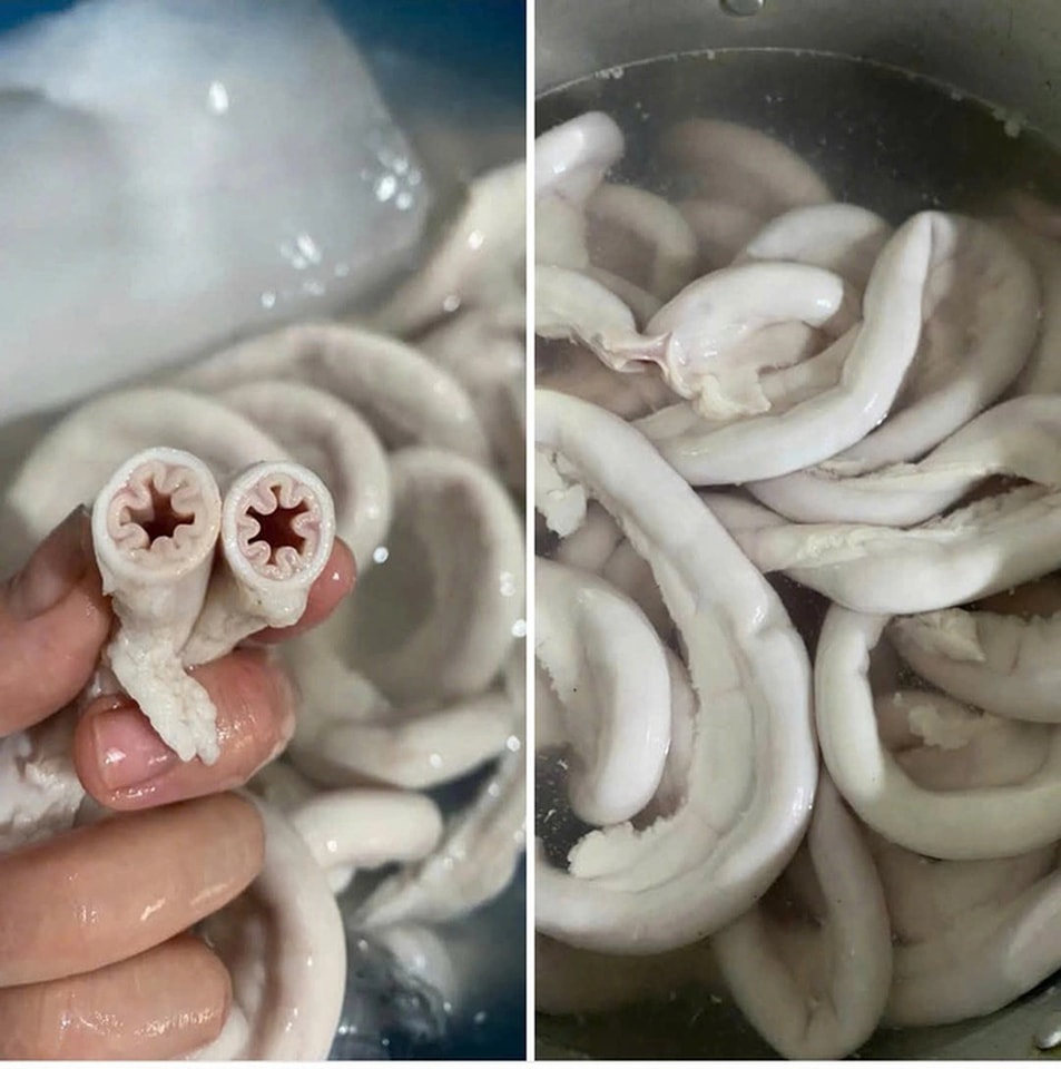 lòng se điếu có phải dồi trường không