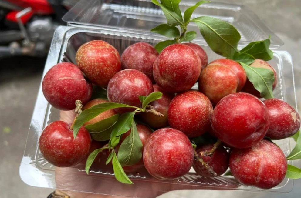 Bầu ăn mận hậu được không