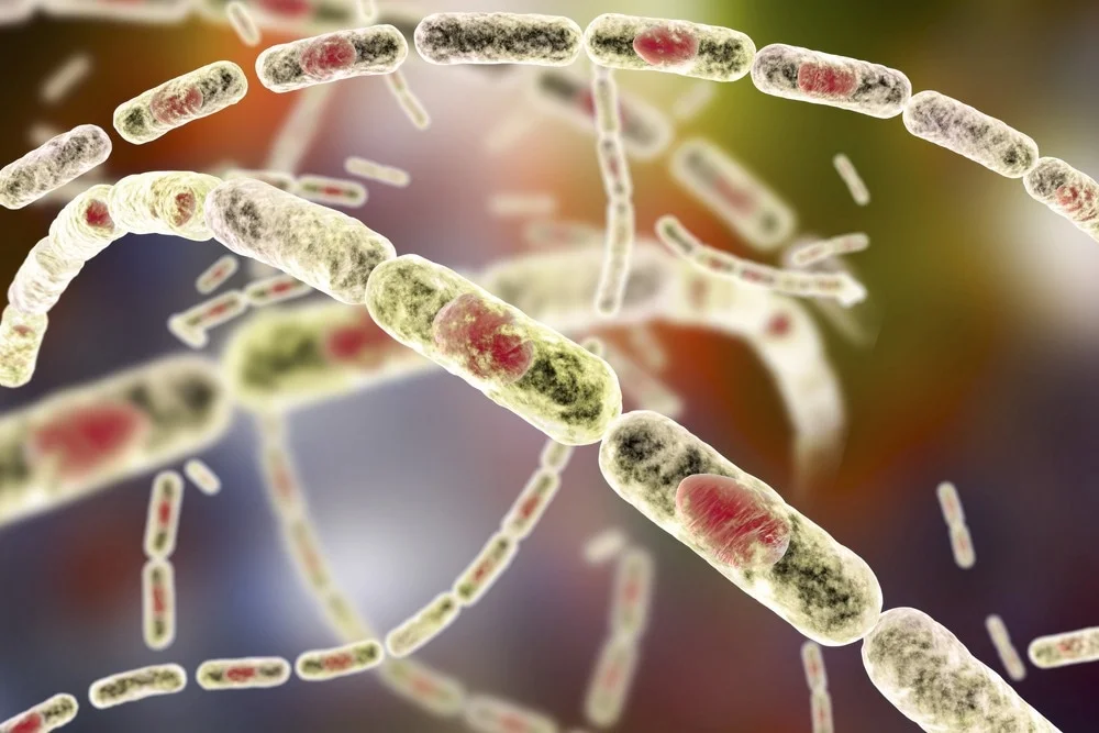 Bệnh than là gì?