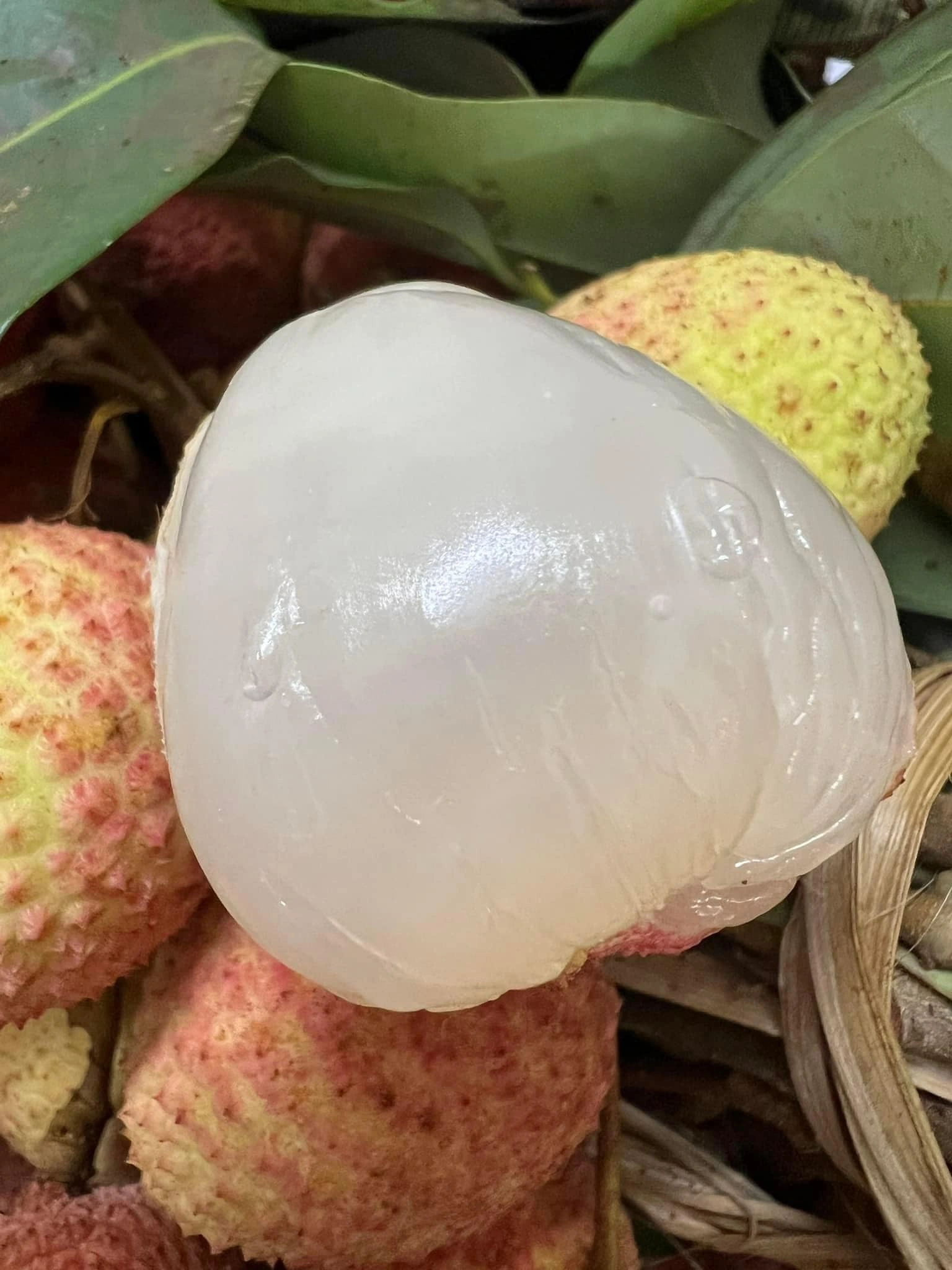 vải u hồng là vải gì