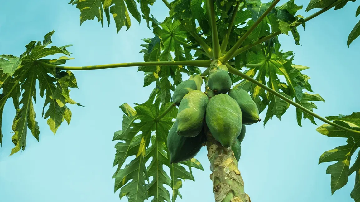 tác hại
