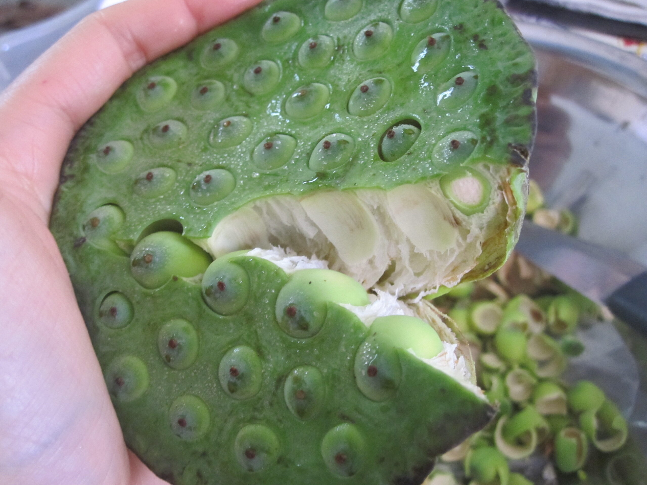 vỏ hạt sen có tác dụng gì