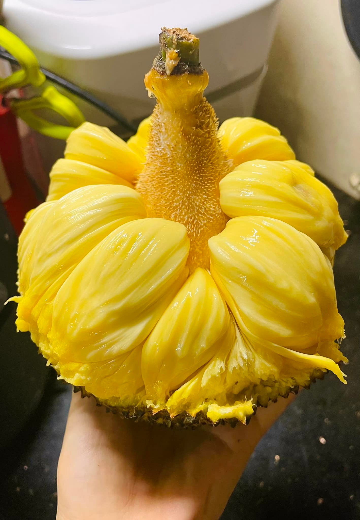 ăn mít mật có nóng không