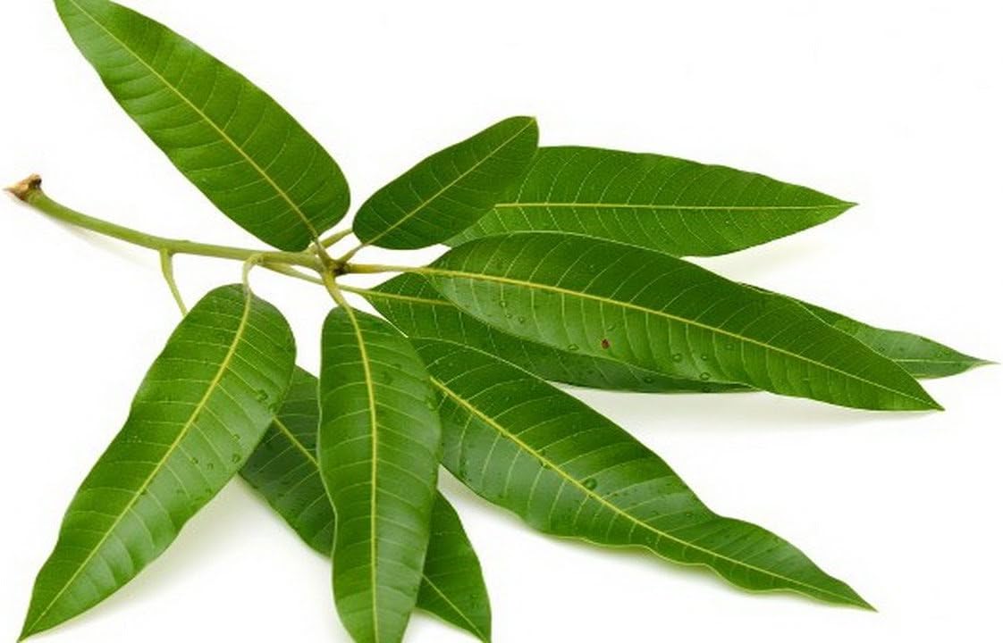 công dụng của lá xoài