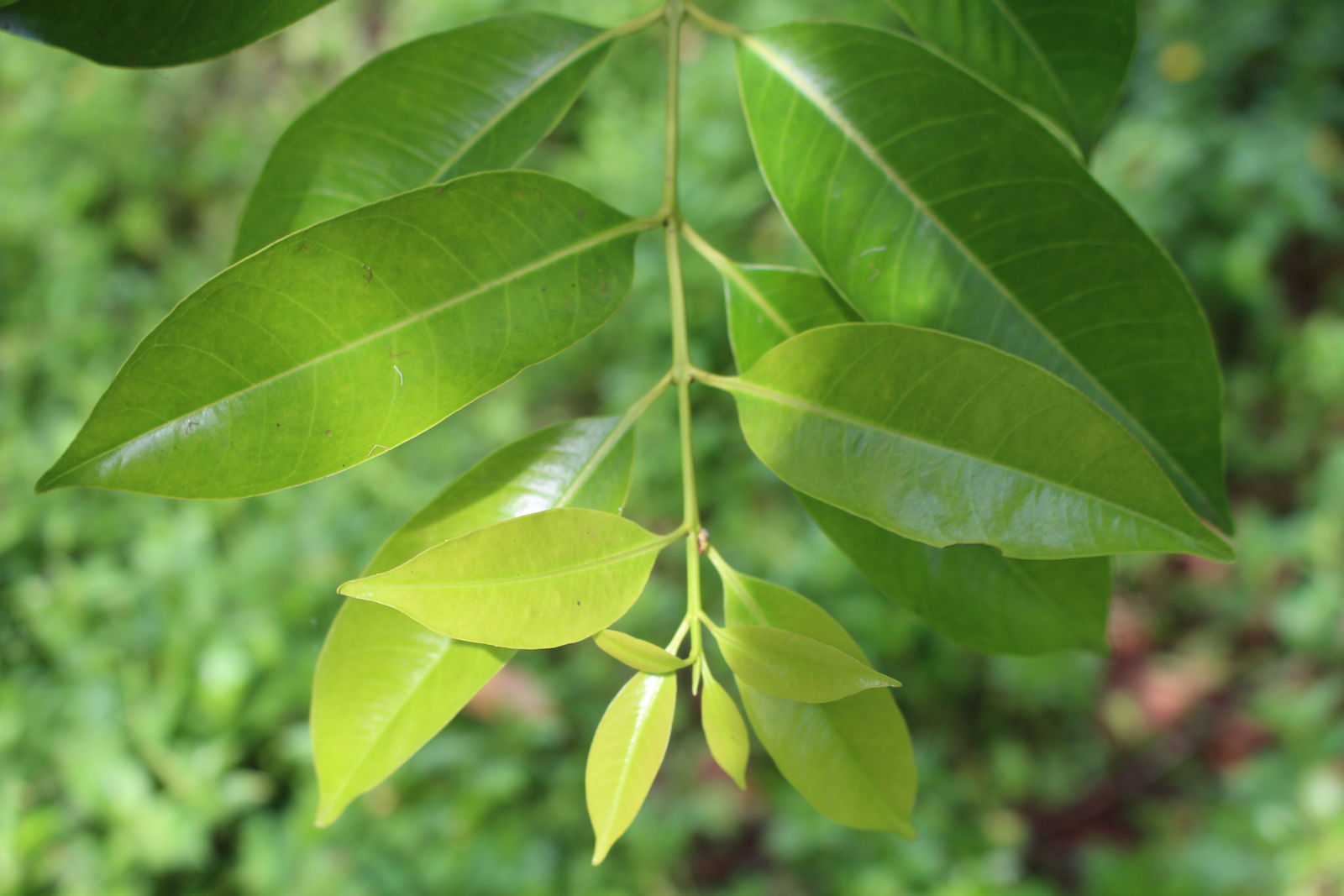 uống nước lá vối có tác dụng gì