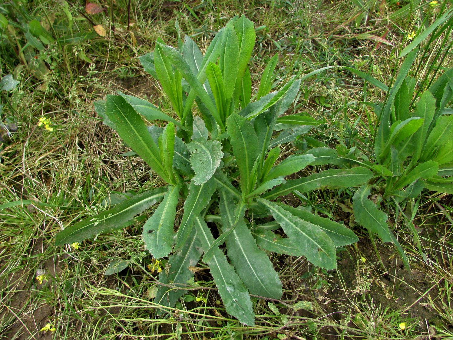 Rau diếp dại có ăn được không