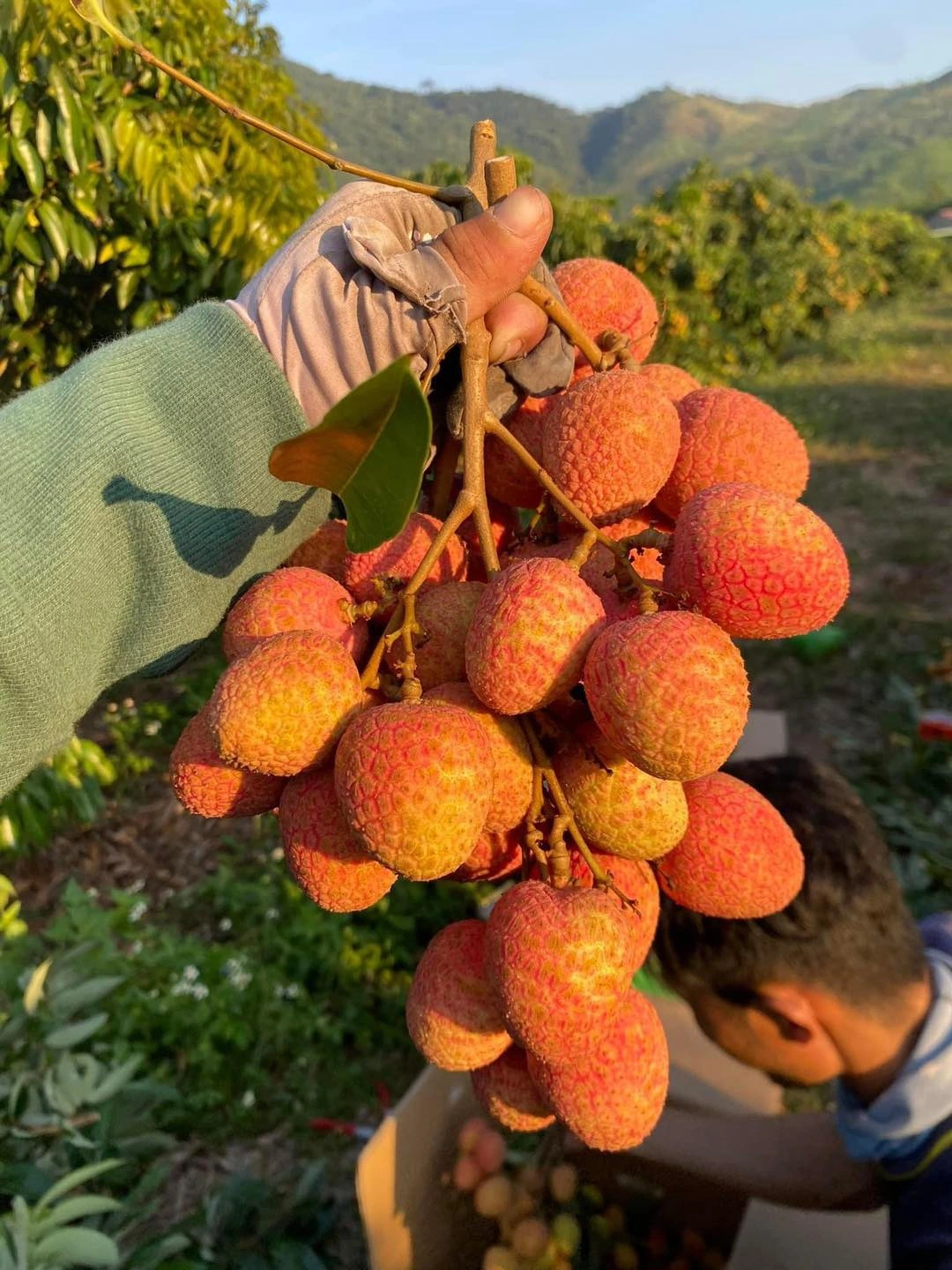 vải u hồng là vải gì