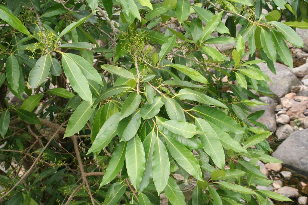bảo vệ tim mạch