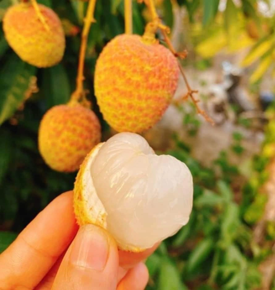 vải u hồng là vải gì