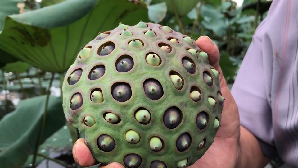 tác dụng của hạt sen tươi