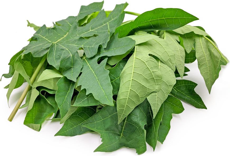 công dụng của lá đu đủ