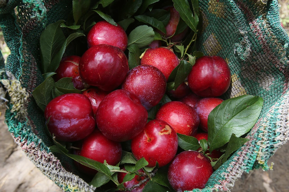 công dụng