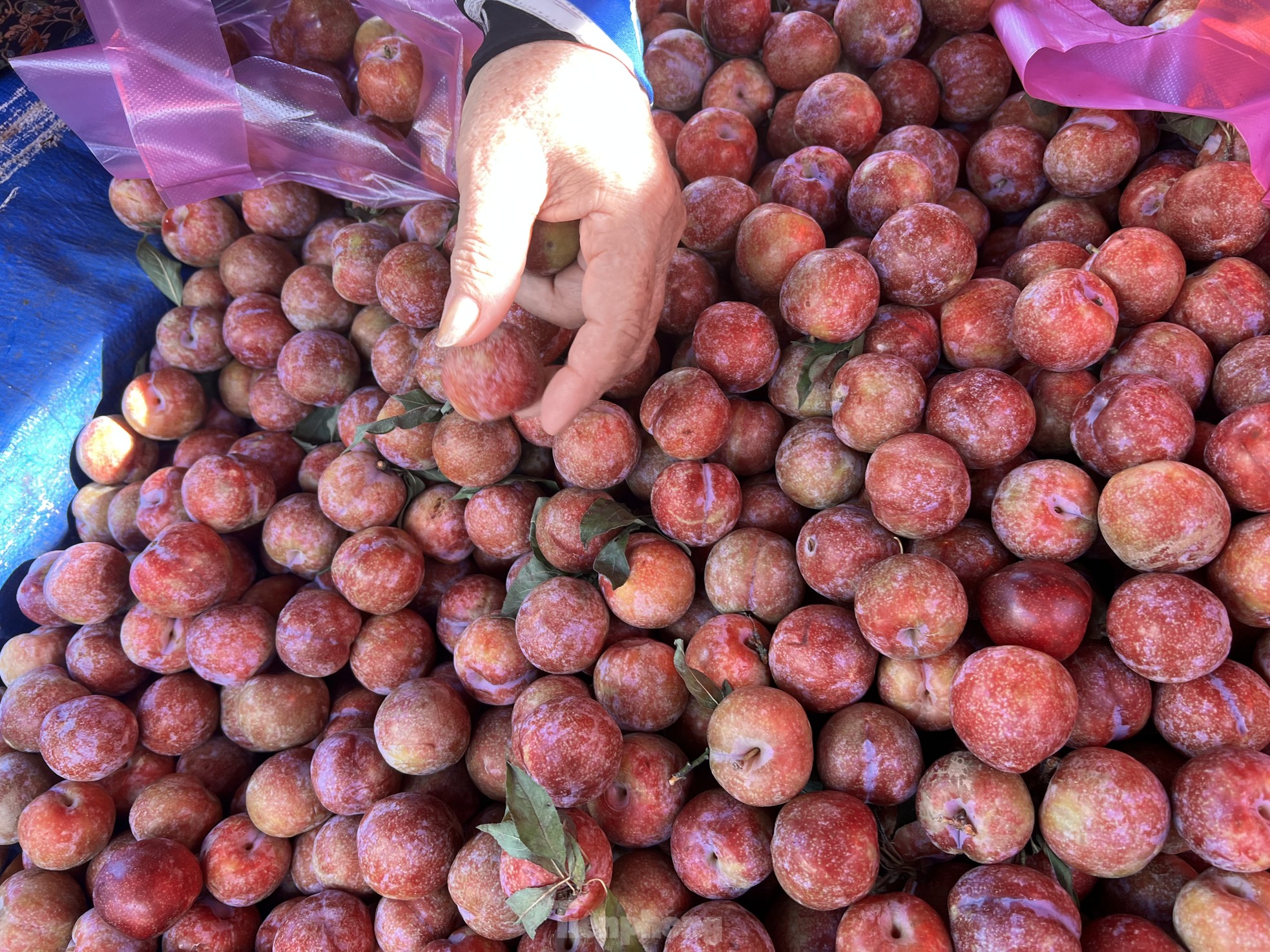 ăn mận có lên mụn không