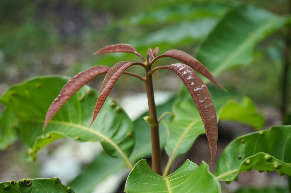 công dụng của lá xoài