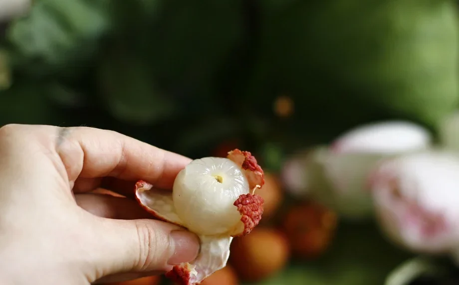chọn vải