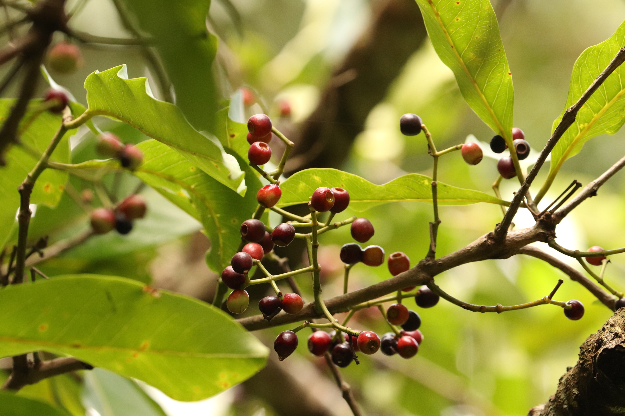 uống nước lá vối có tác dụng gì