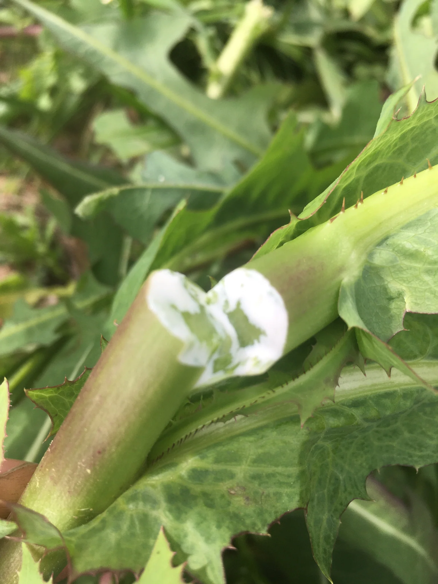 Rau diếp dại có ăn được không