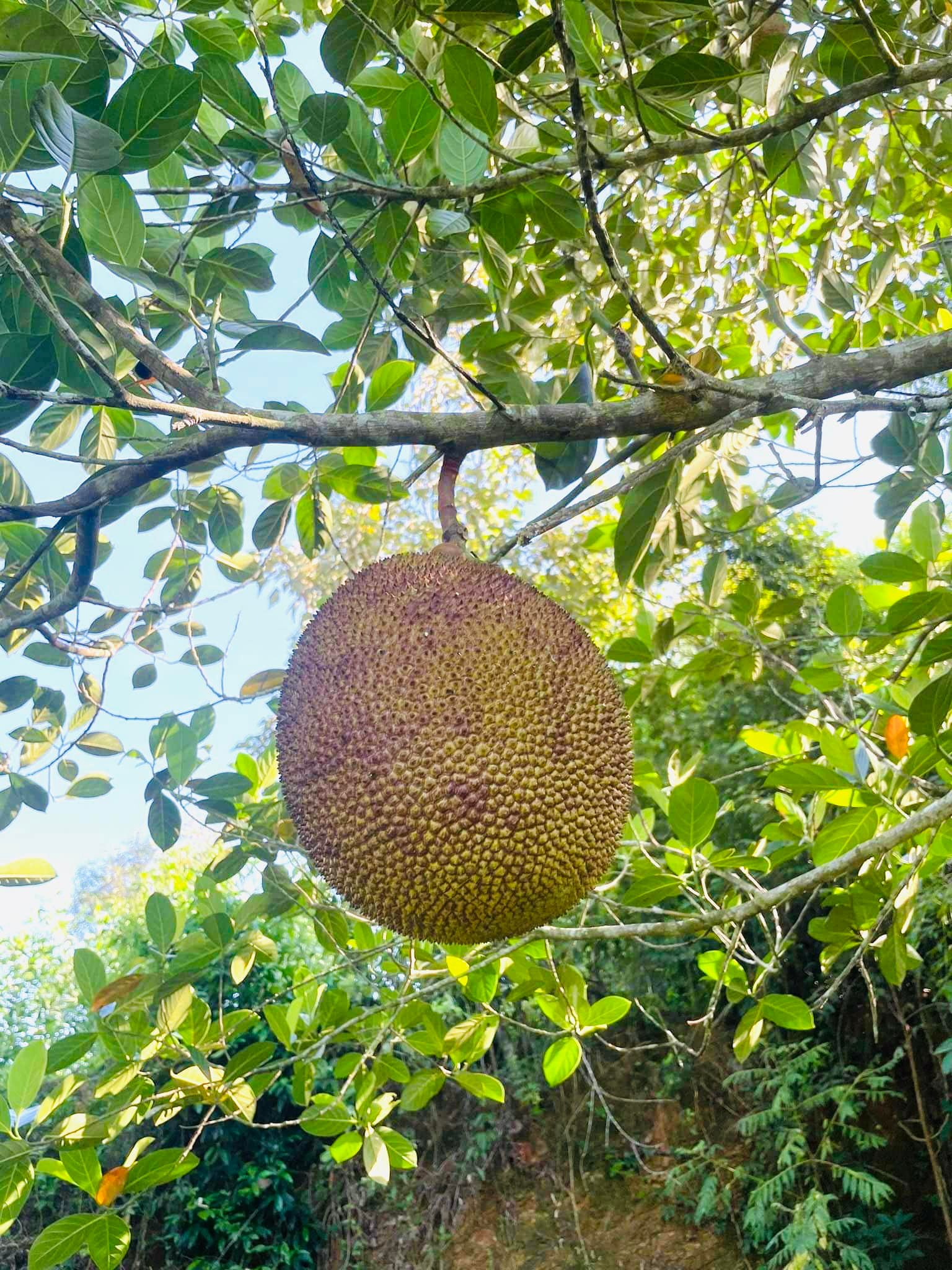 ăn mít mật có nóng không