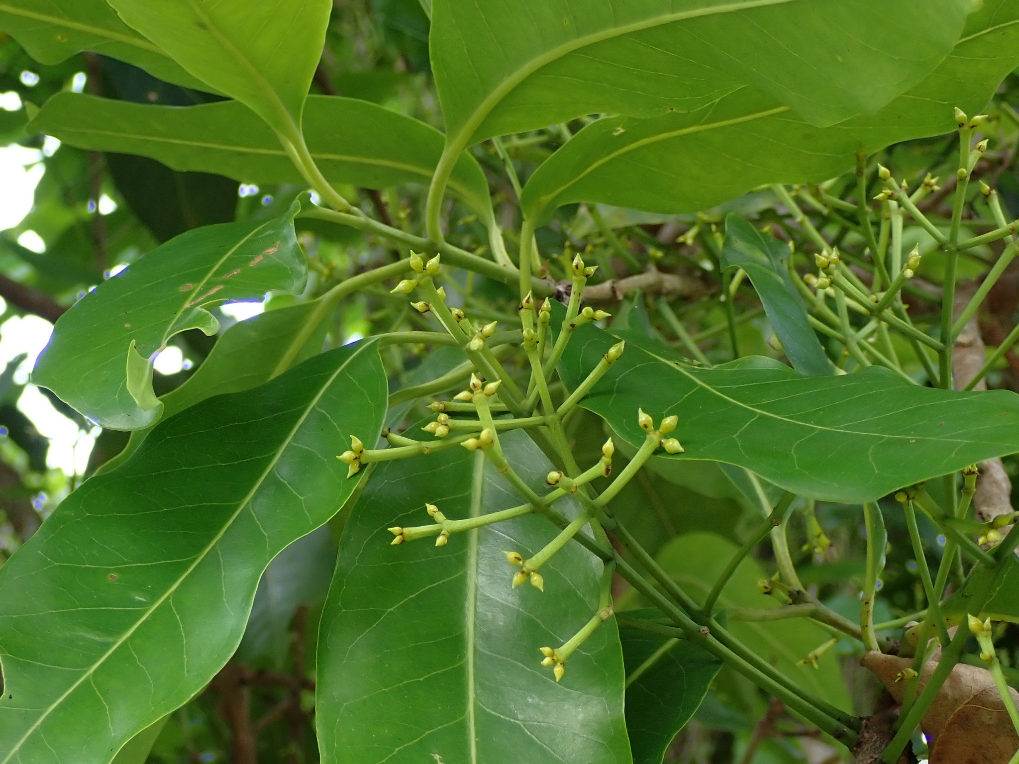 cách nấu