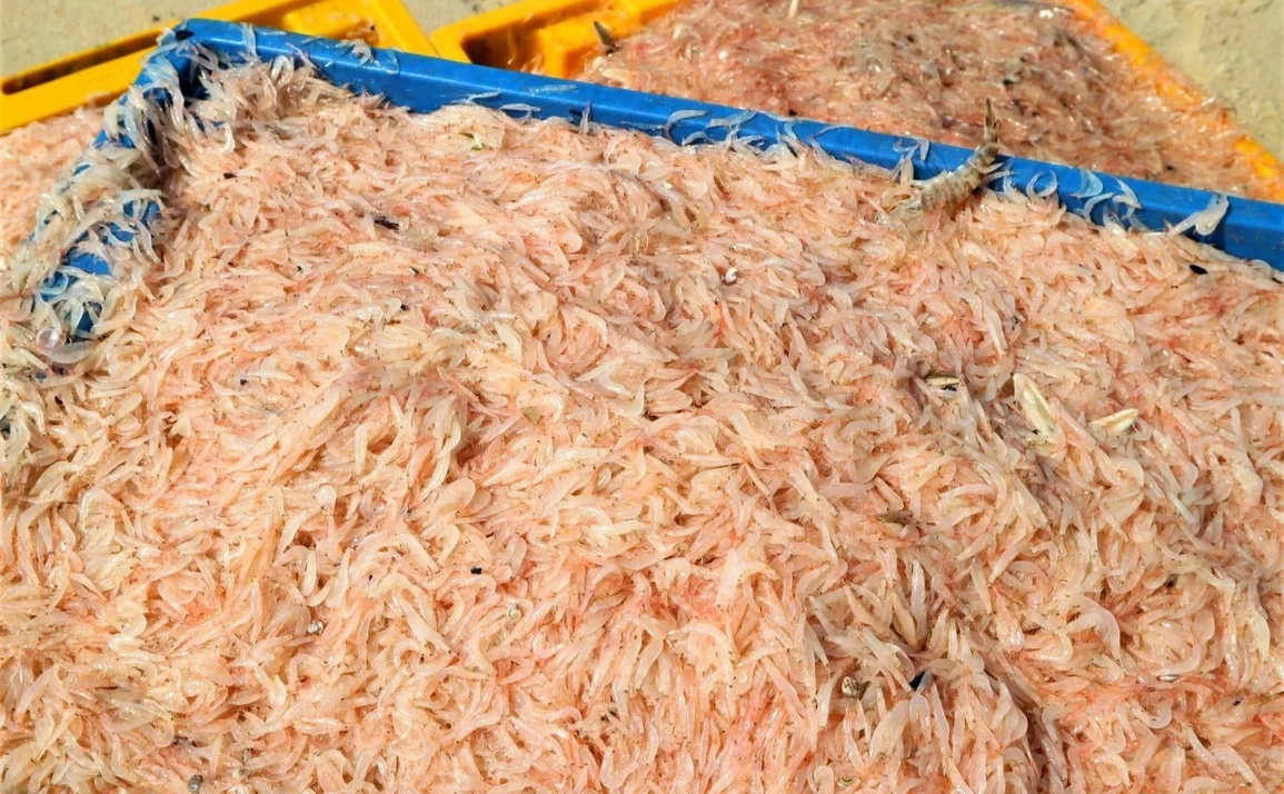 mắm ruốc làm từ gì