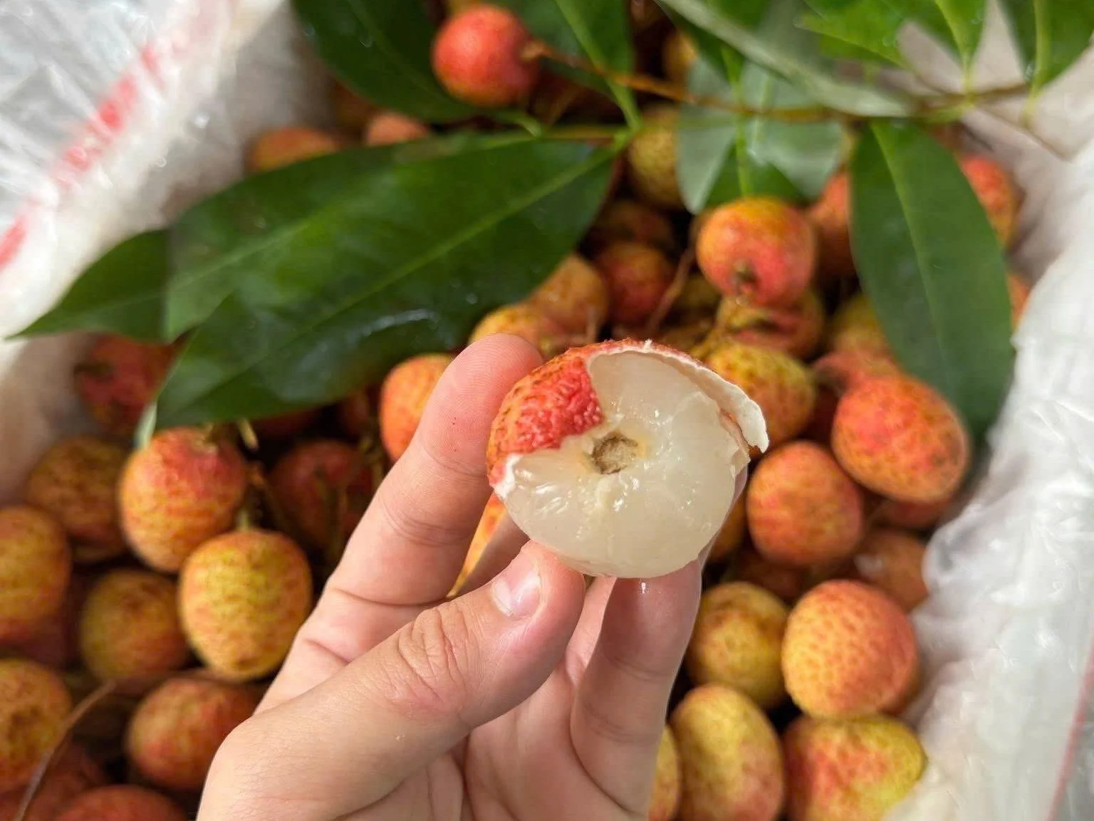 vải thanh hà