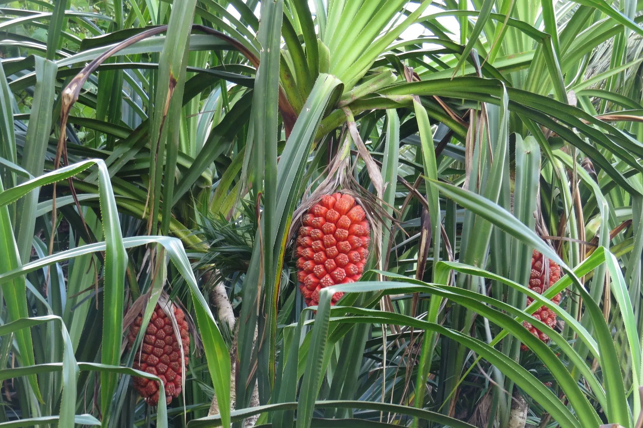 cách sử  dụng
