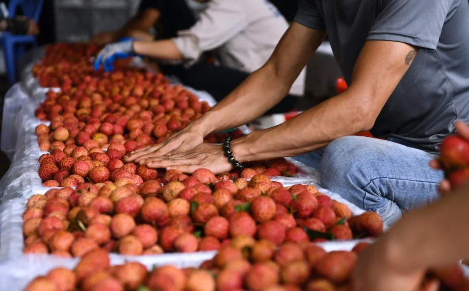 bệnh vải thiều ở người