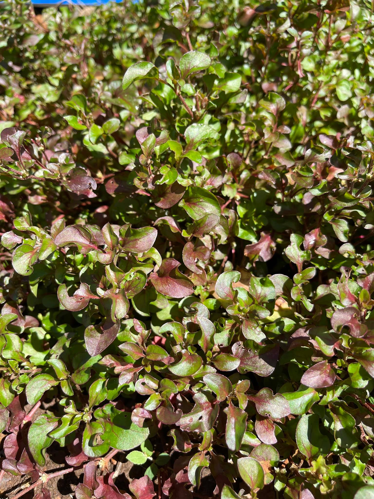 rau xà lách xoong Nhật