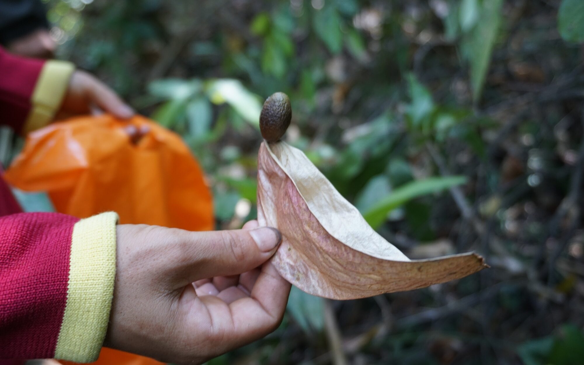 trái ươi có tác dụng gì 