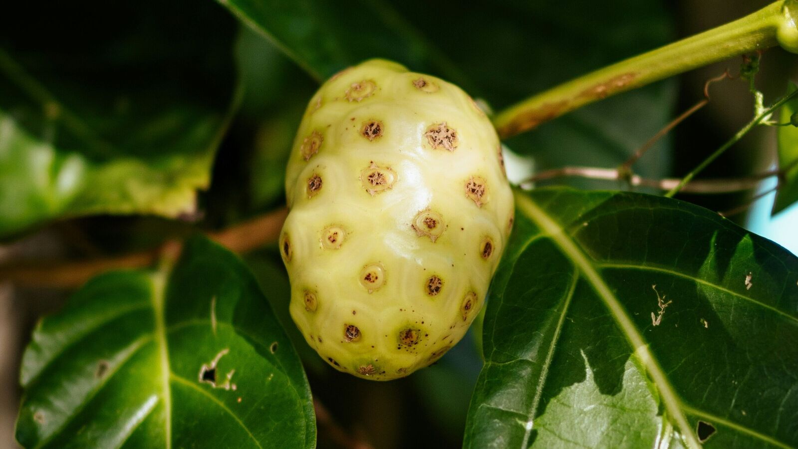 cách dùng