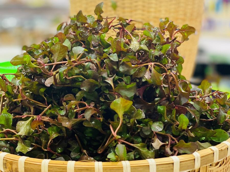 rau xà lách xoong Nhật